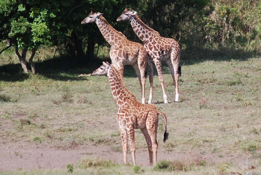 Arusha: Arusha National Park Day Trip w/ Game Drives & Lunch - Momela Lakes bring color and water
