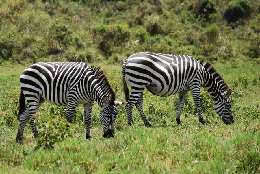 Arusha: Arusha National Park Day Trip w/ Game Drives & Lunch - Lunch at Momela Wildlife Lodge