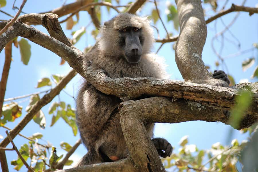 Arusha: Arusha National Park Day Trip w/ Game Drives & Lunch - Wildlife expectations: variety over guaranteed volume