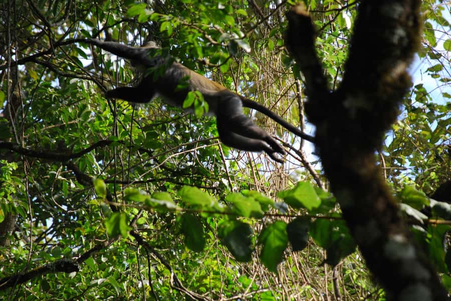 Arusha: Arusha National Park Day Trip w/ Game Drives & Lunch - The morning pickup and one-hour drive