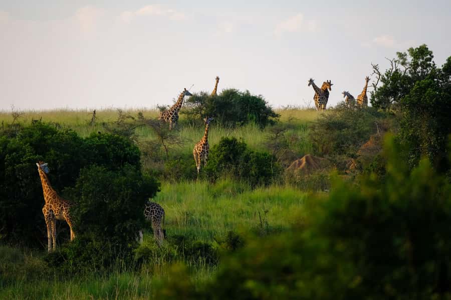 Arusha National Park Day Tour with All-Inclusive - Key points at a glance