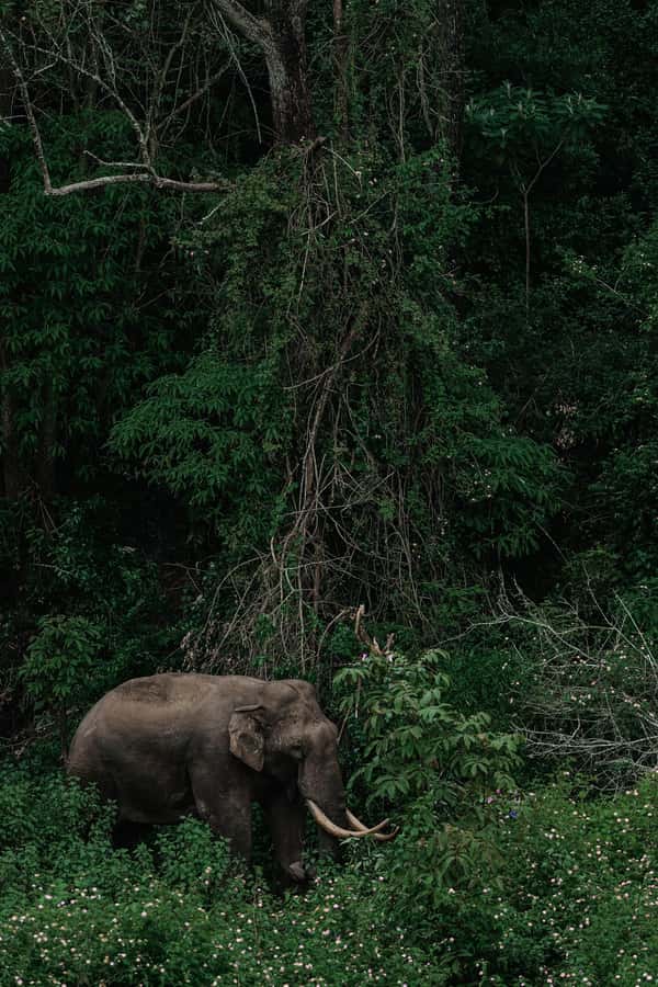 Arusha National Park Day Tour with All-Inclusive - Why Arusha National Park makes a good short safari