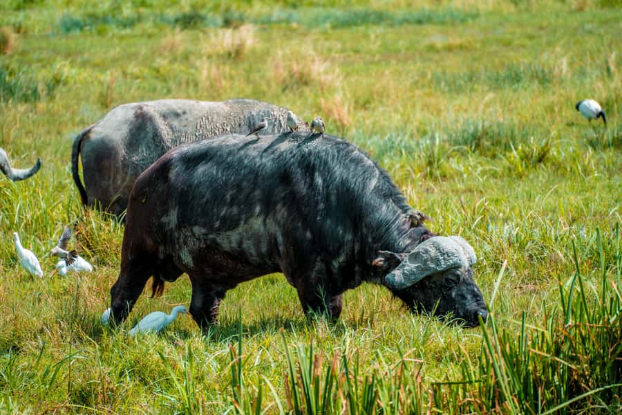 Arusha National Park Day Tour with All-Inclusive - Picnic lunch in the park