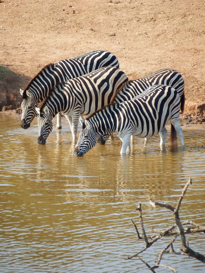 Arusha National Park Day Tour with All-Inclusive - Pickup from Arusha or Moshi