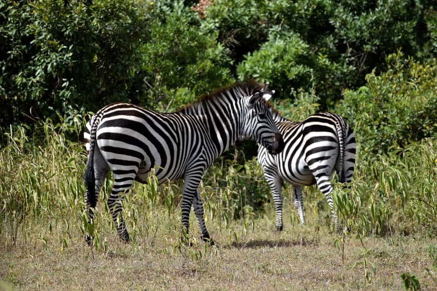 Arusha National Park Full-Day Safari - Five things to know before you go