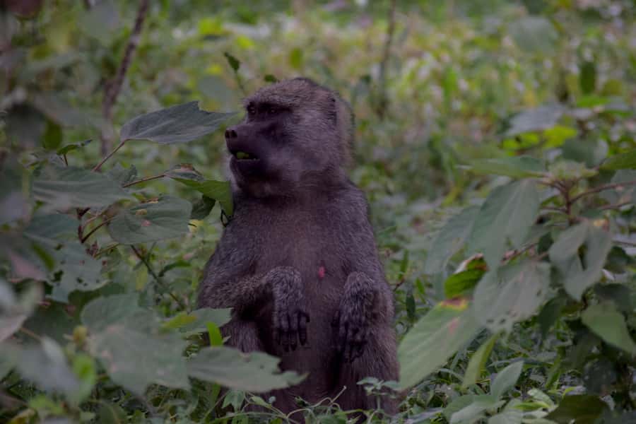 Arusha National Park Full-Day Safari - Three morning hours among giraffes and monkeys
