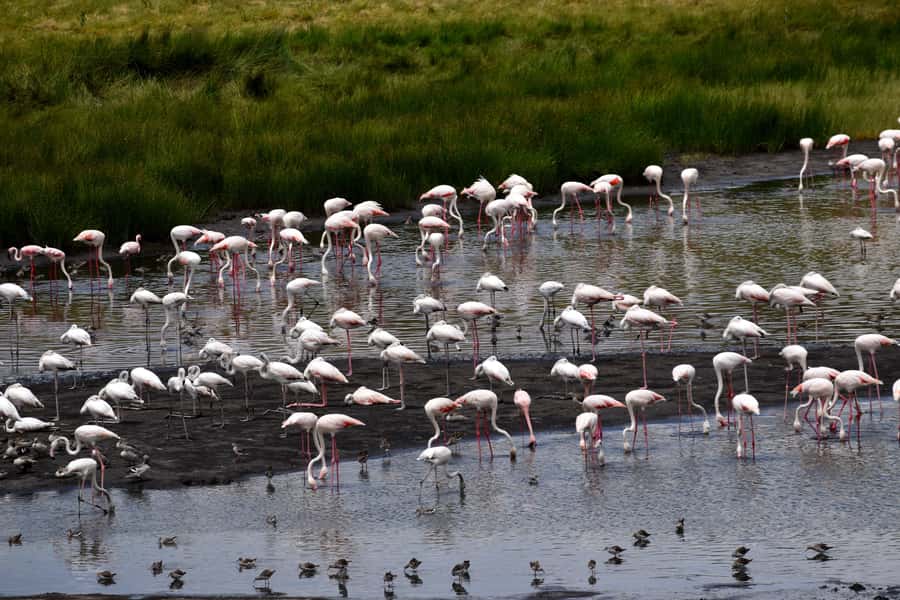 Arusha National Park Full-Day Safari - Lunch beside a quiet lake