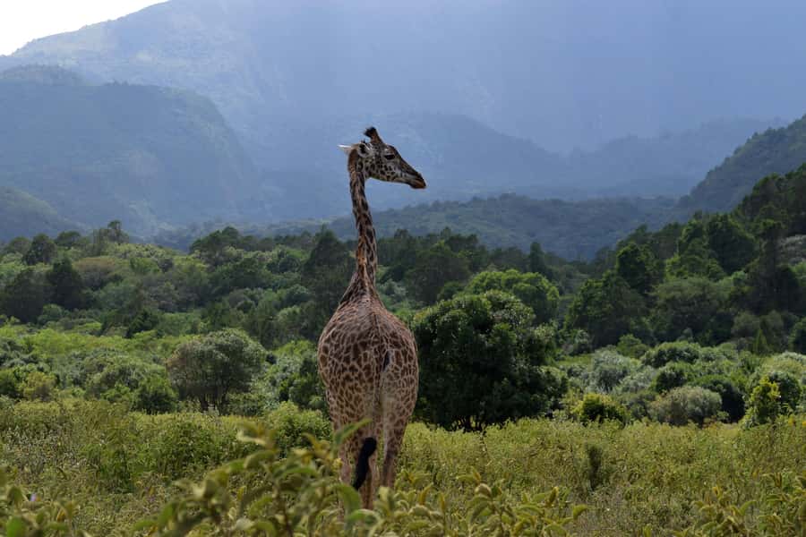 Arusha National Park Full-Day Safari - The afternoon drive and the famous fig tree