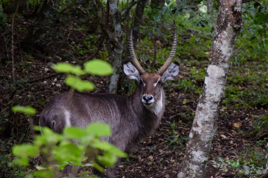 Arusha National Park Full-Day Safari - Who will enjoy this safari most
