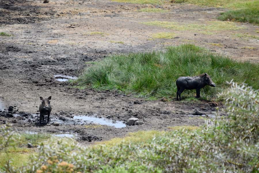 Arusha National Park Full-Day Safari - Practical details that matter on the day