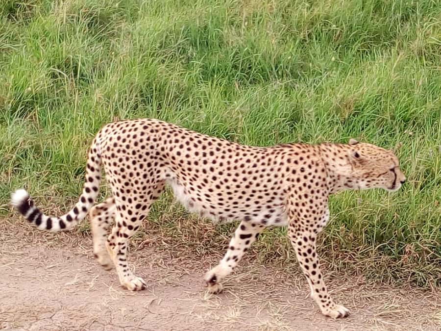Arusha National Park: Private Jeep Tour - Guides Kelvin and Nicholas help shape the experience