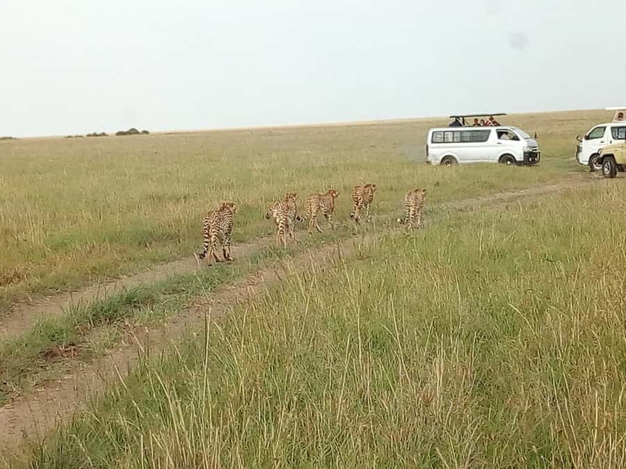 Arusha National Park: Private Jeep Tour - The $200 price and the extra entrance fee