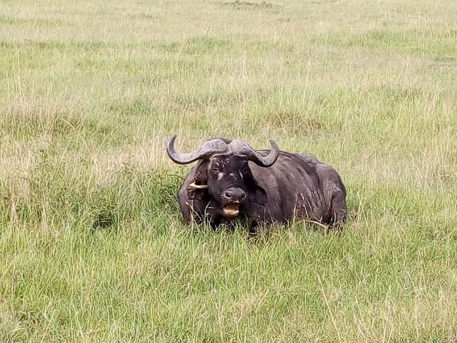 Arusha National Park: Private Jeep Tour - How to make the most of five hours