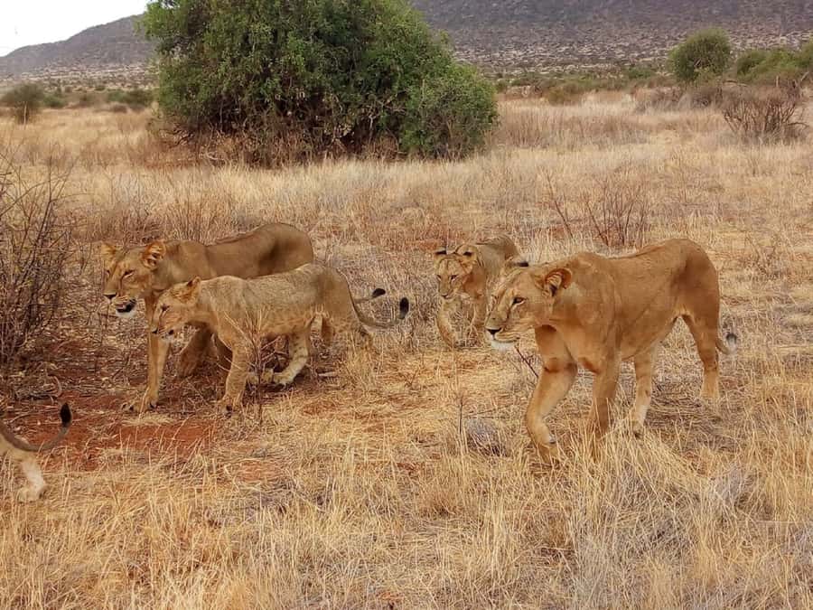 Arusha National Park: Private Jeep Tour - Who should book this Arusha safari?