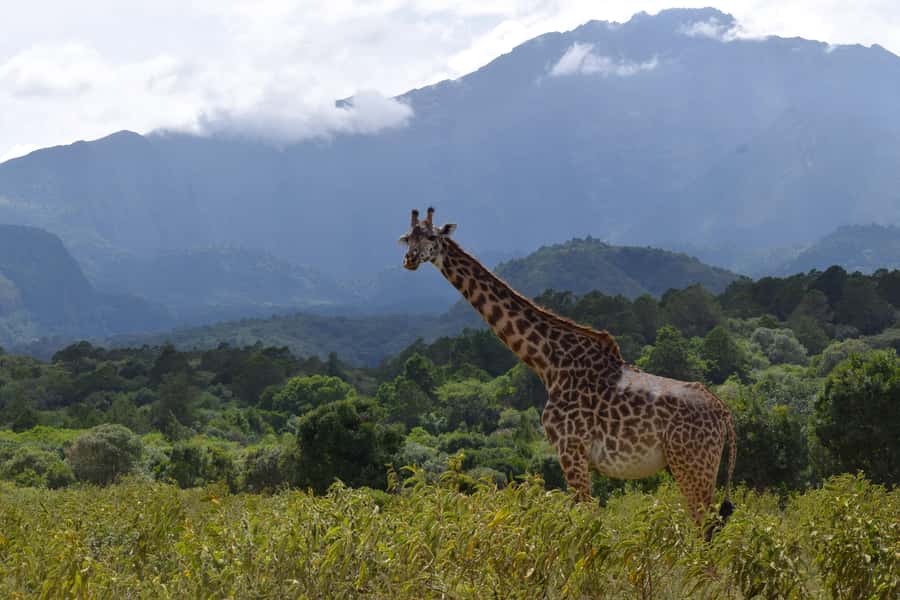 Arusha National Park: Walking Safari and Game Drive - Why Arusha National Park makes a good first safari