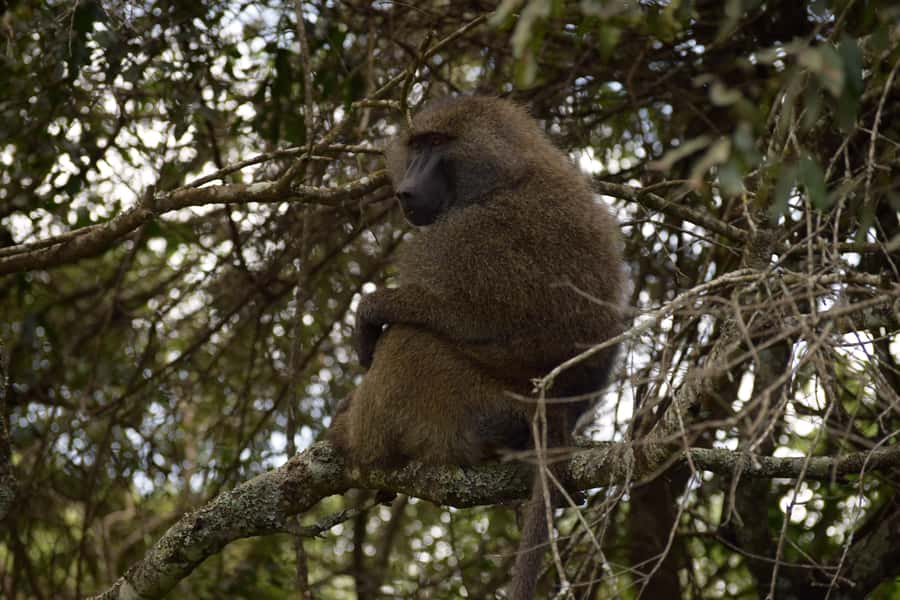 Arusha National Park: Walking Safari and Game Drive - The fig tree arch is worth understanding