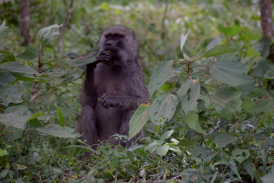 Arusha National Park: Walking Safari and Game Drive - Timing problems to avoid
