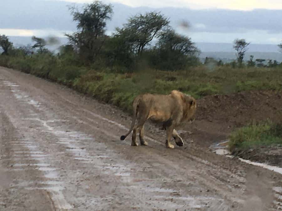 Arusha: Tarangire National Park Full-Day Wildlife Safari - The long road from Arusha to Tarangire