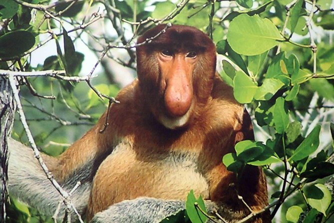 Bako National Park - An early start from Kuching to Bako village