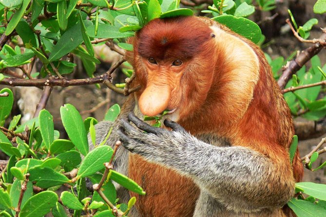Bako National Park - Wildlife without false promises