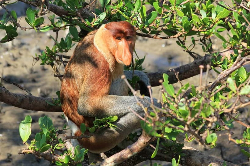 Bako National Park - The practical packing list