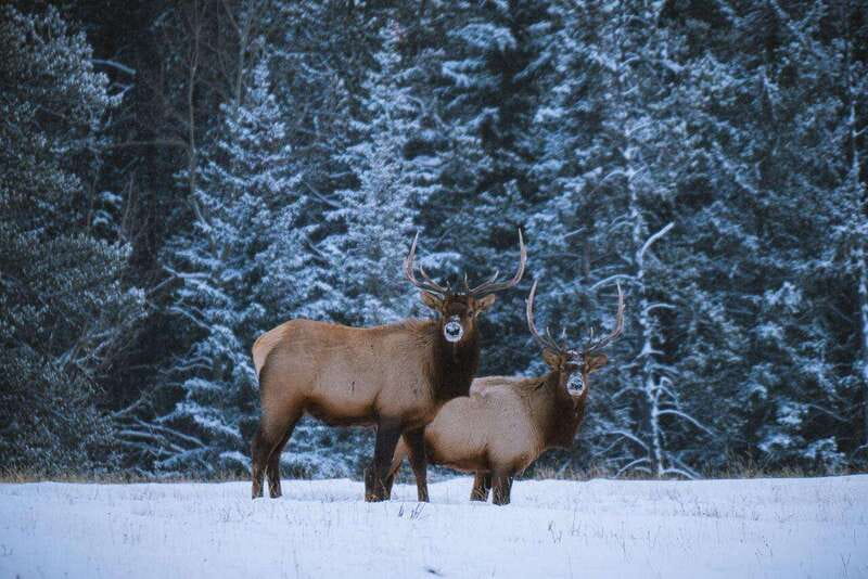 Banff: Winter Wilderness Walk with Wildlife Tracking - 2hrs - Key points to know before you book
