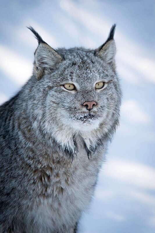Banff: Winter Wilderness Walk with Wildlife Tracking - 2hrs - Mountain views, snowy trees, and camera help
