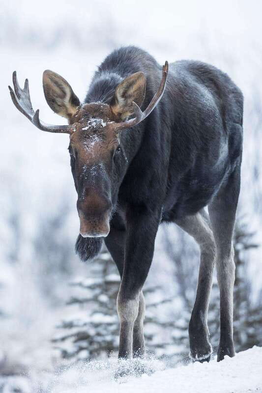 Banff: Winter Wilderness Walk with Wildlife Tracking - 2hrs - Stories that connect people and place
