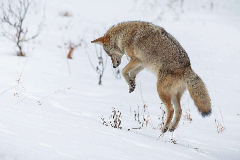 Banff: Winter Wilderness Walk with Wildlife Tracking - 2hrs - Reading the snow around Banff National Park