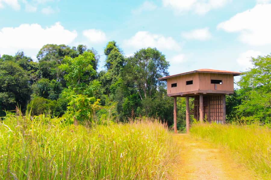 Bangkok: Private & Customizable Khao Yai National Park Tour - KM 33 and Nong Phak Chi for wildlife and walking