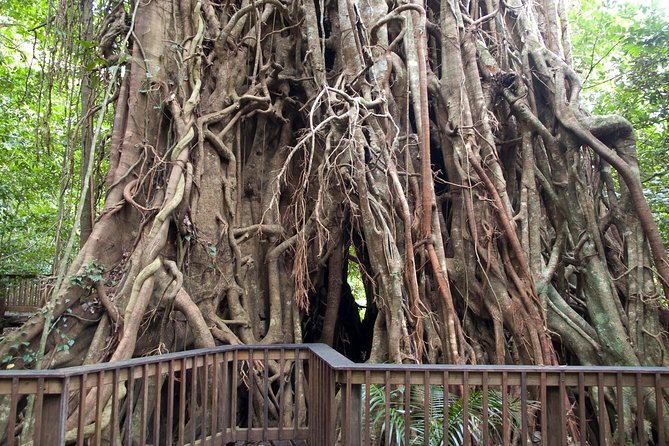Barron Gorge and Kuranda National Park Half Day Rainforest and Waterfall 4WD Tour from Cairns - Why this half-day 4WD tour is worth considering