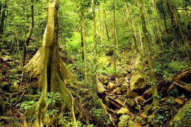 Barron Gorge and Kuranda National Park Half Day Rainforest and Waterfall 4WD Tour from Cairns - Why the guide can make or break the day