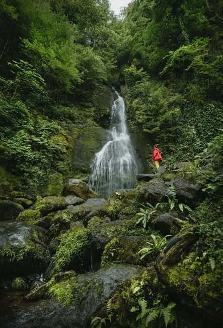 Batumi to Mtirala National park - Half day hiking group tour - From central Batumi to Mtirala National Park