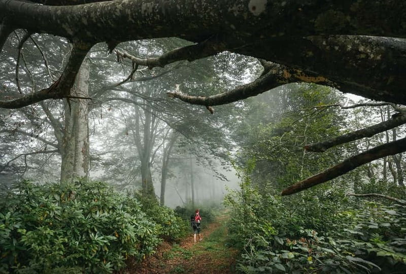 Batumi to Mtirala National park - Half day hiking group tour - Is $33 good value for four hours?