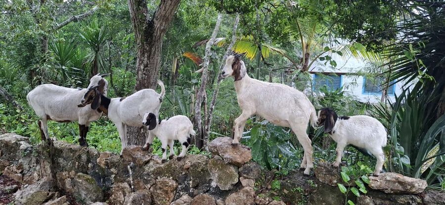 Bayahibe: National Park Jungle Walk & Snorkeling in Cenotes - Why the small group and guides matter