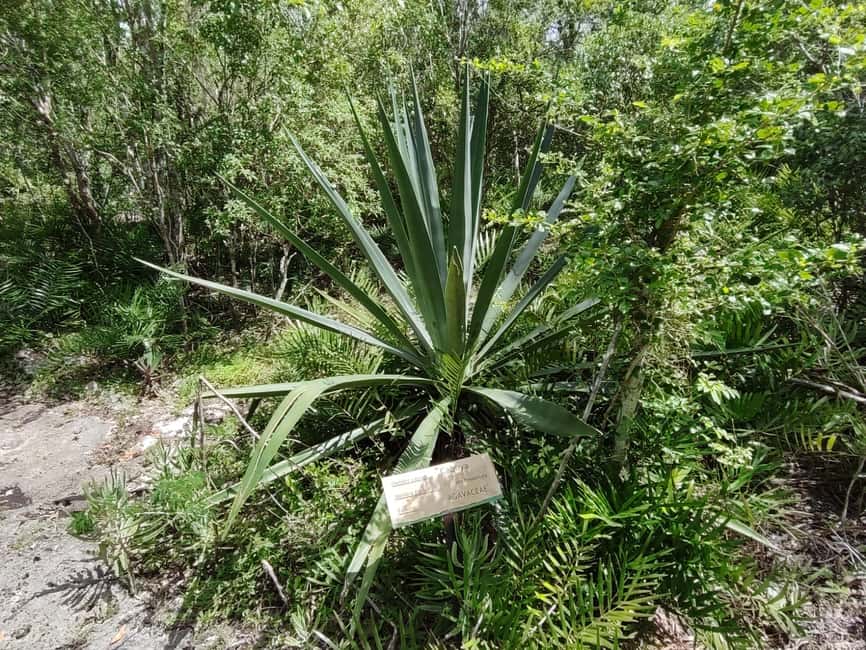 Bayahibe: National Park Jungle Walk & Snorkeling in Cenotes - Who should book this experience?