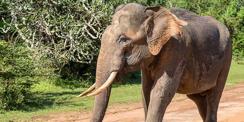 Bentota: Yala National Park Safari Jeep Tour in a 4x4 - From Bentota to Yala: a long day with a clear purpose