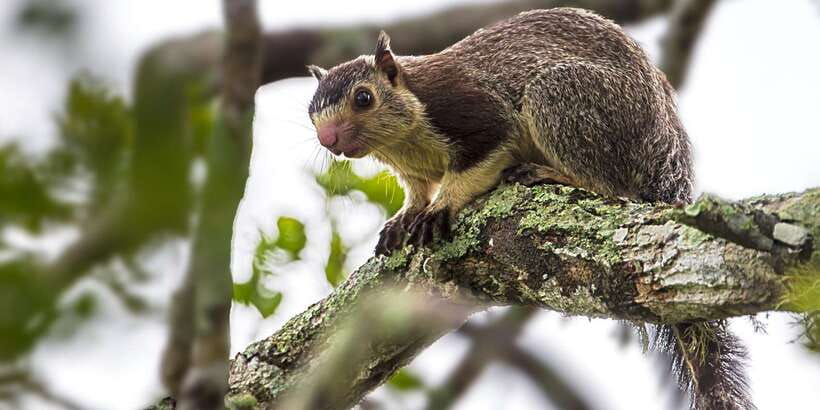 Bentota: Yala National Park Safari Jeep Tour in a 4x4 - The guide can shape the whole day