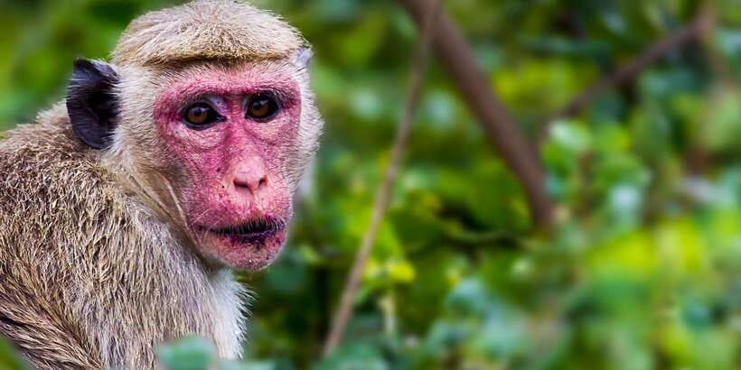Bentota: Yala National Park Safari Jeep Tour in a 4x4 - Food, timing, and the missing lunch stop