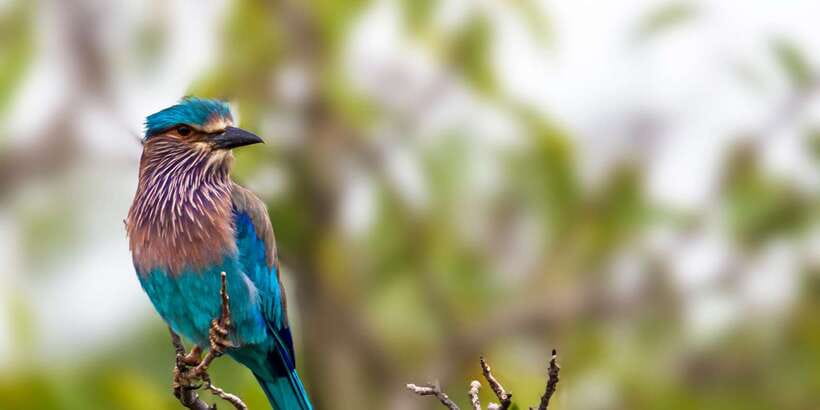 Bentota: Yala National Park Safari Jeep Tour in a 4x4 - Is the price fair for a Bentota day trip?