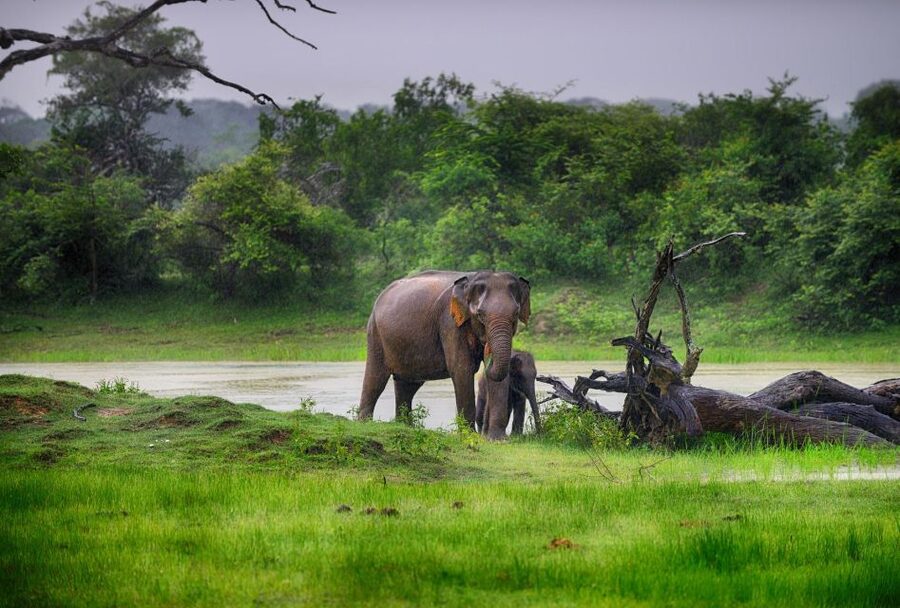 Bentota: Yala National Park Safari Jeep Tour in a 4x4 - Who will enjoy this safari most?