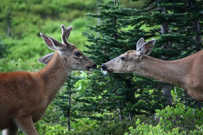 Best of Mount Rainier National Park from Seattle: All-Inclusive Small-Group Tour - Why this Mount Rainier day trip works from Seattle