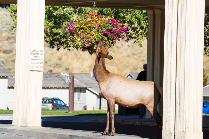 Best of Yellowstone - Guided National Park Safari Tour - Grand Loop Road and the Continental Divide