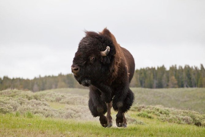 Best of Yellowstone - Guided National Park Safari Tour - Grand Teton National Park comes first