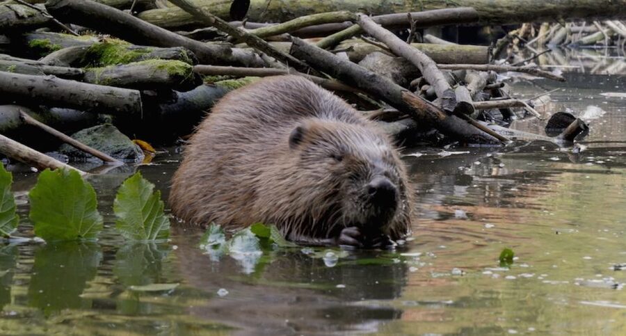 Biesbosch: Boat Cruise through National Park - Drinks, snacks, and the sensible packing list