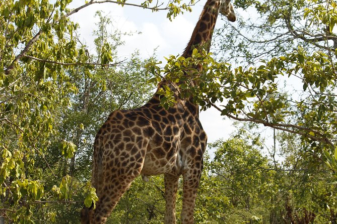 Big 5 Kruger National Park 2 Days Safari from Johannesburg - The four-hour afternoon game drive