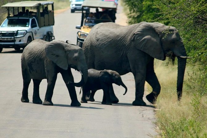 Big 5 Kruger National Park 2 Days Safari from Johannesburg - Is $721.48 good value?