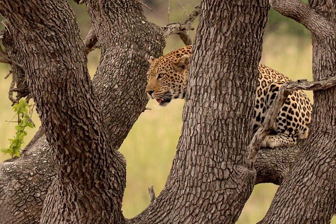 Big 5 Kruger National Park 2 Days Safari from Johannesburg - Who should book this experience?