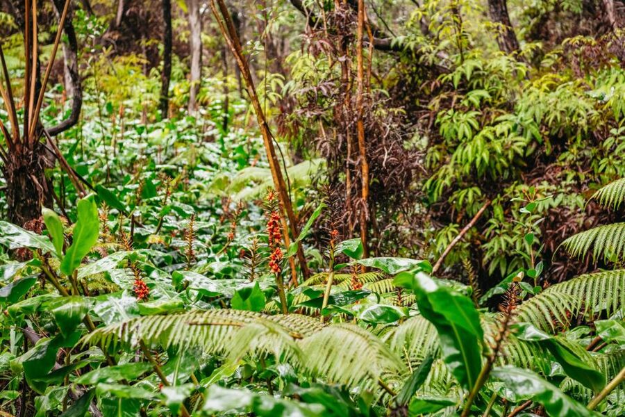 Big Island: Hawai'i Volcanoes National Park Guided Hike - Practical preparation for a rain-or-shine hike