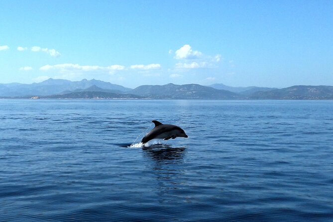 Boat tour to explore the Marine Protected Area of Tavolara - What happens around Tavolara